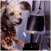 Como perros y gatos : foto Lawrence Guterman