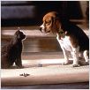 Como perros y gatos : foto Lawrence Guterman