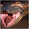Anaconda : foto