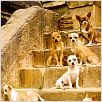 Un chihuahua en Beverly Hills : foto Raja Gosnell