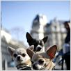 Un chihuahua en Beverly Hills : foto Raja Gosnell