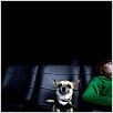 Un chihuahua en Beverly Hills : foto Raja Gosnell