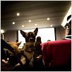 Un chihuahua en Beverly Hills : foto Raja Gosnell
