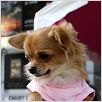 Un chihuahua en Beverly Hills : foto Raja Gosnell
