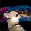 Un chihuahua en Beverly Hills : foto Raja Gosnell