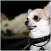 Un chihuahua en Beverly Hills : foto Raja Gosnell