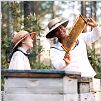 La vida secreta de las abejas : foto Dakota Fanning, Gina Prince-Bythewood, Queen Latifah
