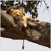 Grandes Felinos Africanos: El reino del coraje : foto Alastair Fothergill, Keith Scholey