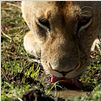 Grandes Felinos Africanos: El reino del coraje : foto Alastair Fothergill, Keith Scholey