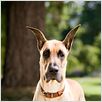 Marmaduke : foto