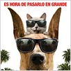 Marmaduke : cartel