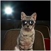 El gato con botas : foto Chris Miller, Chris Miller (II)