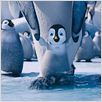 Happy Feet 2 : foto George Miller