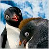 Happy Feet 2 : foto George Miller