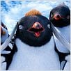 Happy Feet 2 : foto George Miller