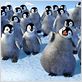 Happy Feet: rompiendo el hielo : foto George Miller