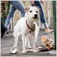 Hotel para perros : foto Thor Freudenthal