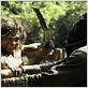 Ong Bak 2 - La leyenda del Rey Elefante : foto Tony Jaa