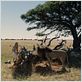Viaje mágico a África : foto