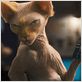 Como perros y gatos: La revancha de Kitty Galore : foto Brad Peyton, Kevin Lima