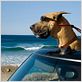 Marmaduke : foto