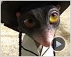 Rango Tráiler (2) Rango Tráiler (2)