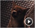 Siempre a tu lado. Hachiko Clip (2)