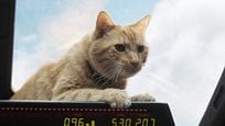 'Capitana Marvel': El 80% de las escenas de Goose, el gato de la protagonista, eran CGI 'Capitana Marvel': El 80% de las escenas de Goose, el gato de la protagonista, eran CGI